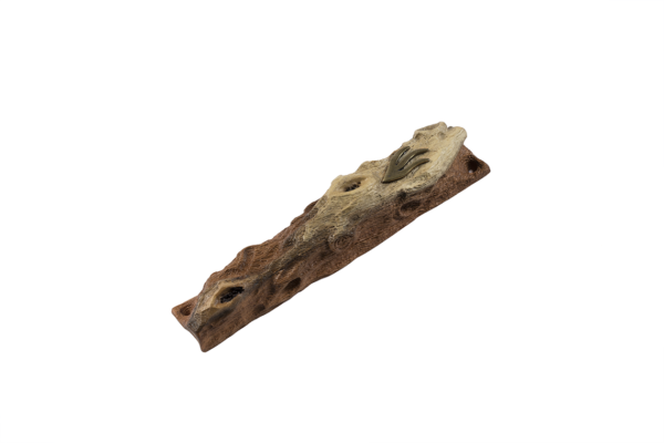 תמונה-ראשיתmz-253-1.png